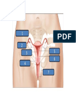 aparato rep. femenin sin nombres