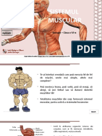 Sistemul Muscular