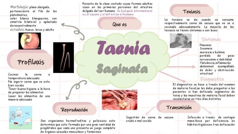 Morfología y síntomas de Taenia saginata | PDF | Especialidades Medicas