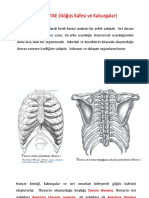 6-Gövde İskeleti̇