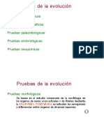 Pruebas de La Evolucion Diapositivas