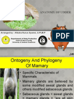Anatomy and Cytology of Udder