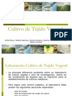 Cultivo de Tejido Vegetal