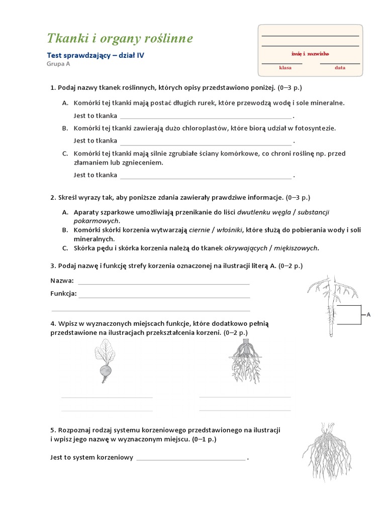 5d Biologia Milewska Test Tkanki I Organy Roslinne 1586329446 | PDF