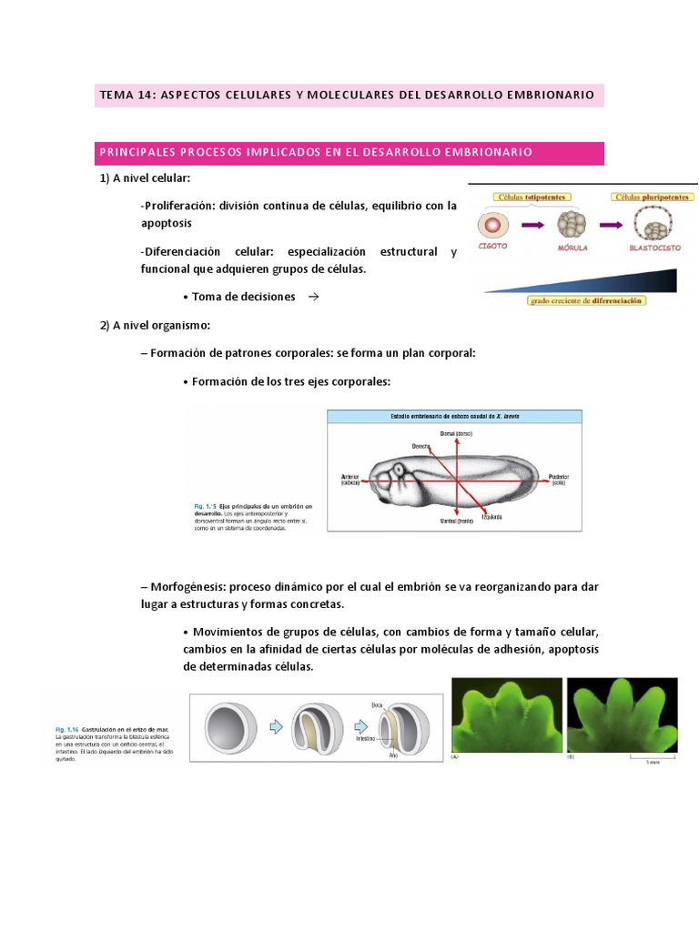 Apuntes Biologia Del Desarrollo | PDF | Biología Celular) | Morfogénesis