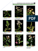 ASTERACEAE / FAMILIA: Compuesta / Ch'illka AYLLU / Composite FAMILY