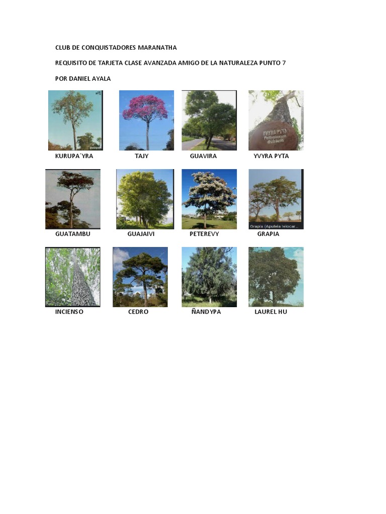 12 Tipos de Arboles Nativos de Paraguay PDF