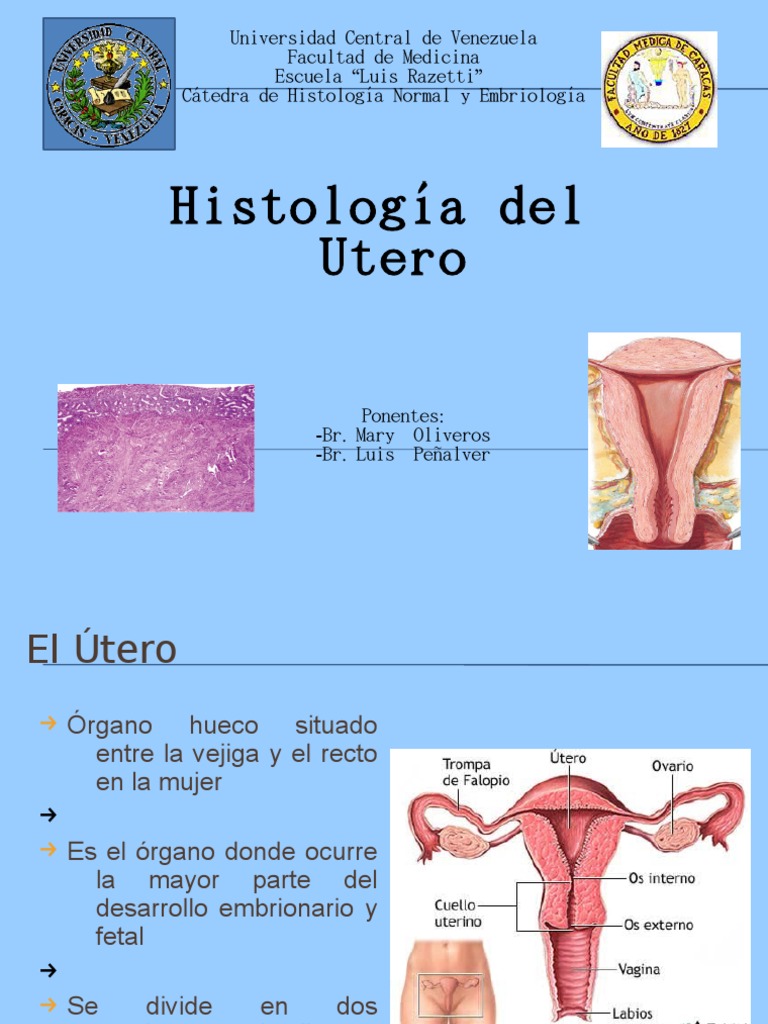 Histologia Del Utero Epitelio Útero