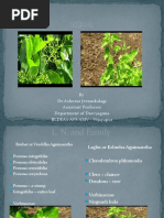 Apamarga Plant: Characteristics & Uses | PDF | Leaf | Flowers