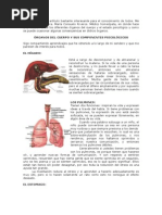 ÓRGANOS DEL CUERPO Y SUS COMPONENTES PSICOLÓGICOS