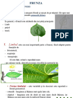 curs 5 botanica