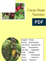 Cacao Bean