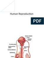 CH3 Human Reproduction