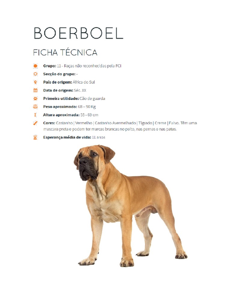 Molosso (cão) – Wikipédia, a enciclopédia livre