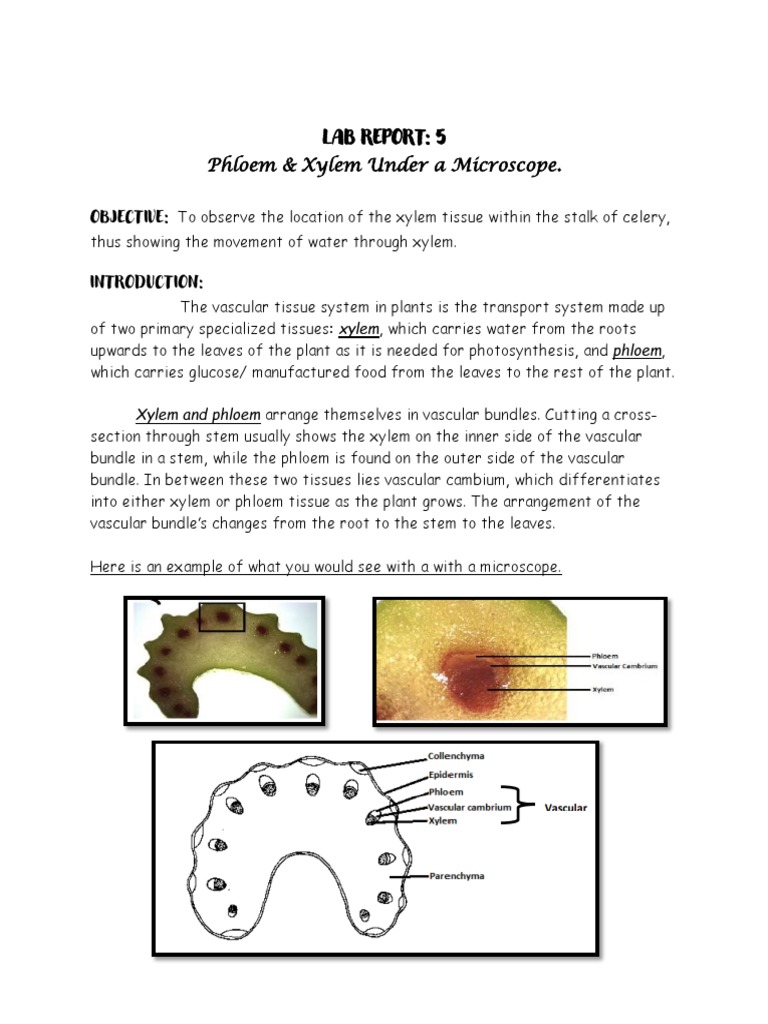 Xylem And Phloem Diagram Of Celery