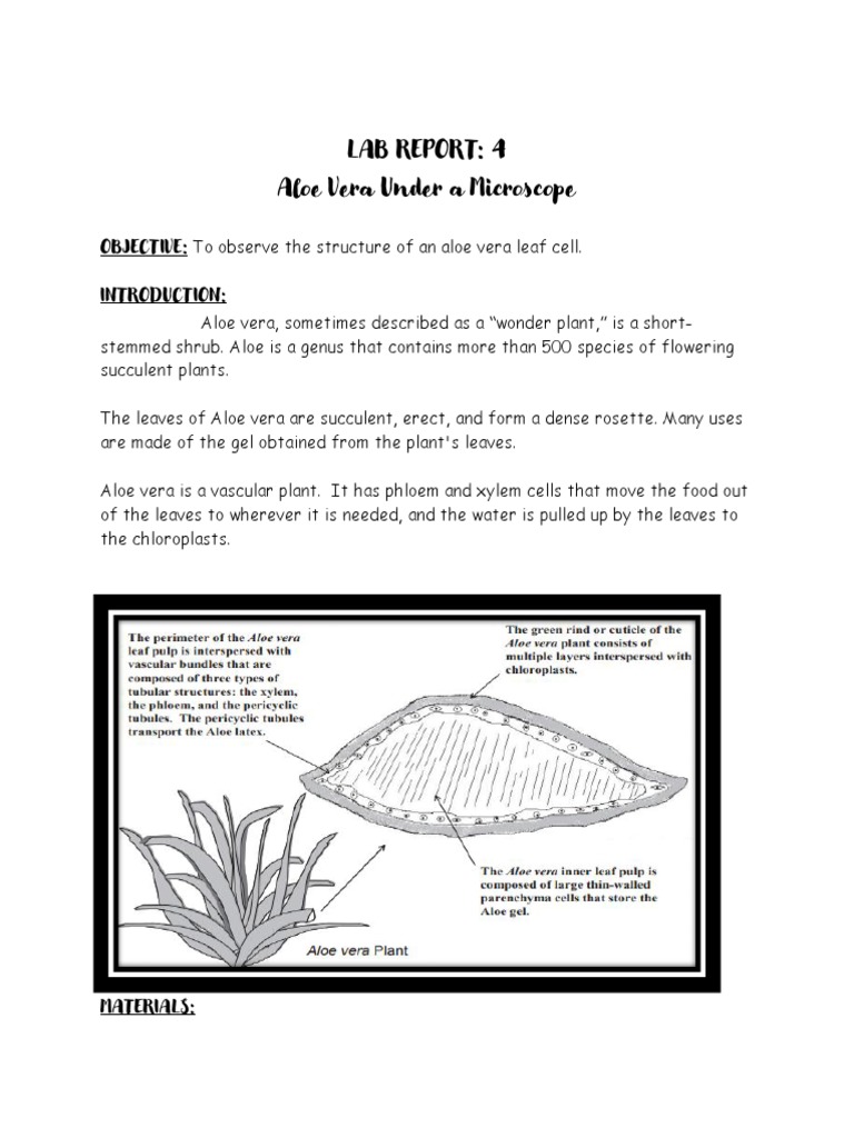 anthurium pflegetipps Anthurium Crystallinum – Foliage Dreams main image 1