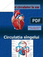 Sistemul circulator la om