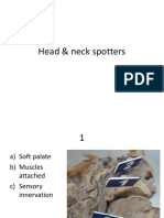 Head & neck anatomy spotters