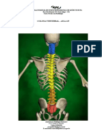 Anatomia da Coluna Vertebral