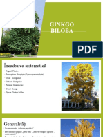 Gingko Biloba