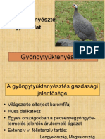 Gy09 Gyöngytyúk