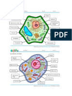 Celula Animal y Vejetal Con Sus Partes Sergio