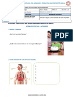 Sistema Respiratorio - Actividades