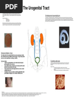 The Urogenital Tract-Maija Swanson