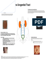 The Urogenital Tract-Maija Swanson