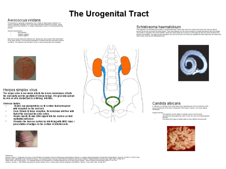 Urogenital Tract Infections Maija Swanson Pdf Infection Virus