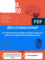 Sistema nervioso: estructura, funciones y enfermedades