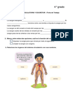 Circulatorio y Excretor - FICHA