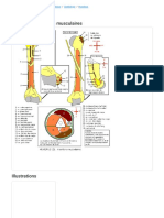 Humérus _ insertions musculaires