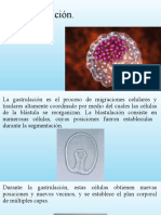 Gastrulación proceso formación capas germinales ectodermo mesodermo endodermo