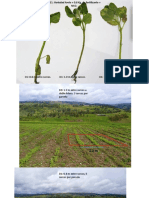 Crecimiento de Cuatro Variedades de Quinua, Con 3 Niveles de Fertilizacion y 3 Densidades Capitulo 2