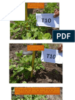 Crecimiento de Cuatro Variedades de Quinua, Con 3 Niveles de Fertilizacion y 3 Densidades Capitulo 3