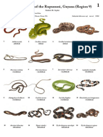 1203 Guyana Common Snakes of Rupununi