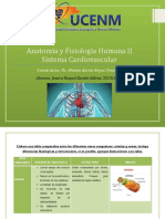 Anatomía y Fisiología Humana II Sistema Cardiovascular