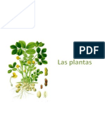 Las Plantas - 2
