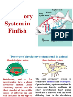 Circulatory System in Finfish