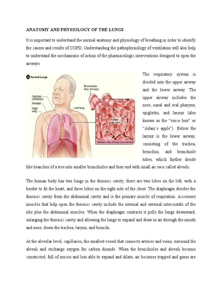 Anatomy intelligence overview