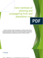 Different Methods of Planting and Propagating Fruit and Plantation Crop