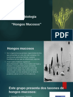 Hongos Mucosos