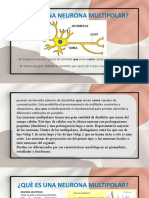 Plantilla02 Exposicion de Neurona Multipolar