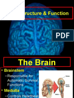 Brain Structure & Function