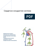 Serdechno Sosudistaya - Sistema