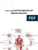 Naming and Arrangement of Skeletal Muscles