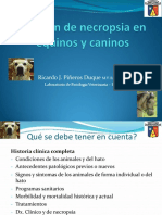 Examen de Necropsia Equino y Canino2021