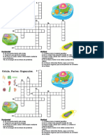 Crucigrama Celula Partes Organelos 5