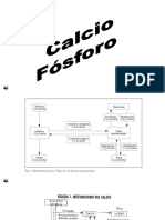 Calcio, fósforo y magnesio: homeostasis y metabolismo